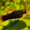 PLATY TRICOLOR @Xiphophorus maculatus