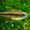 TETRA SAVANA Hyphessobrycon stegemani